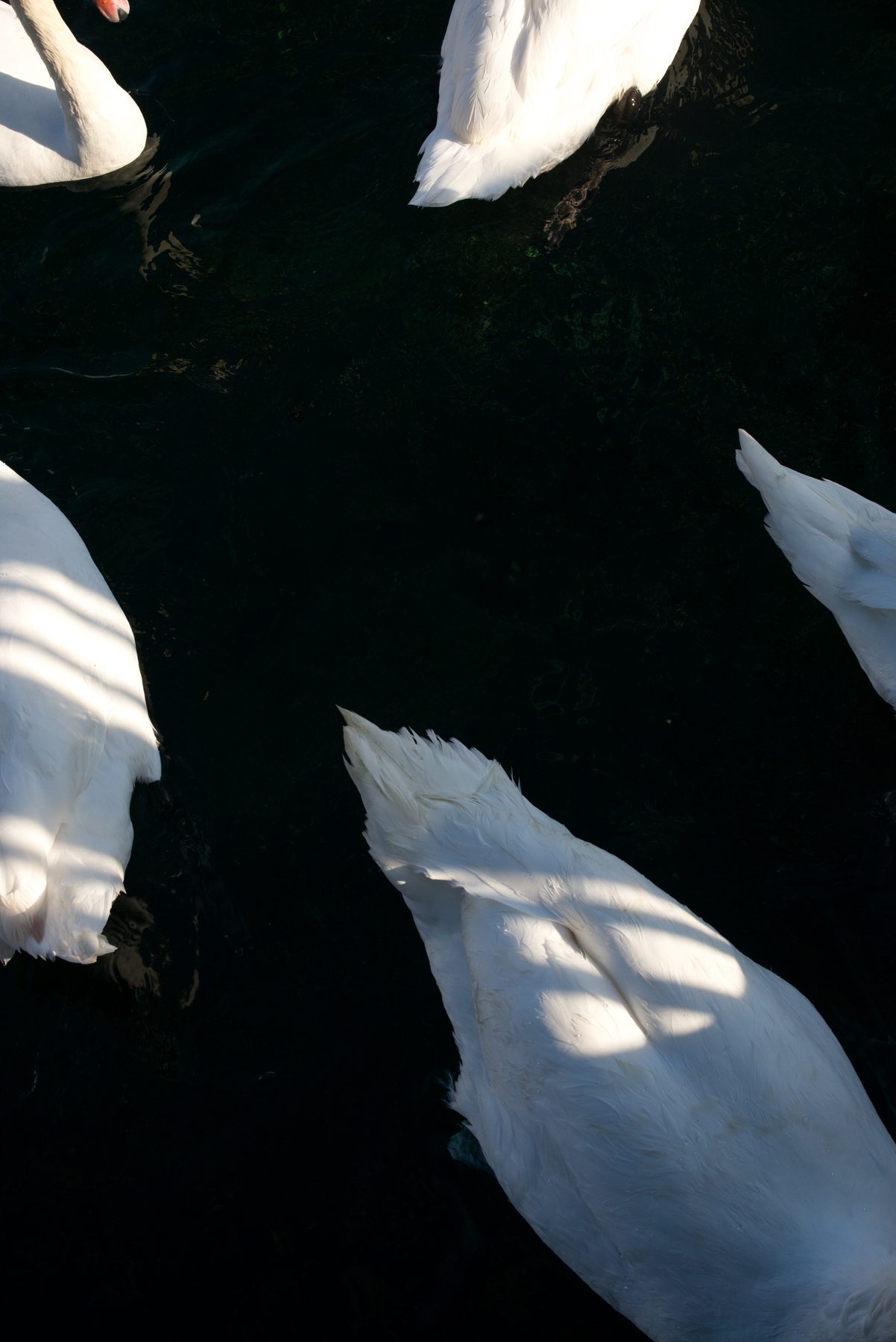 Geneva, image 9