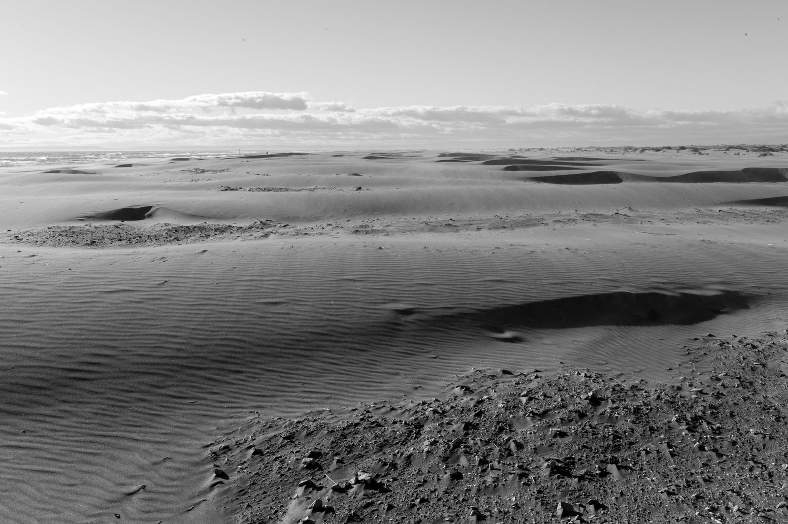 Wild Camargue, image 4