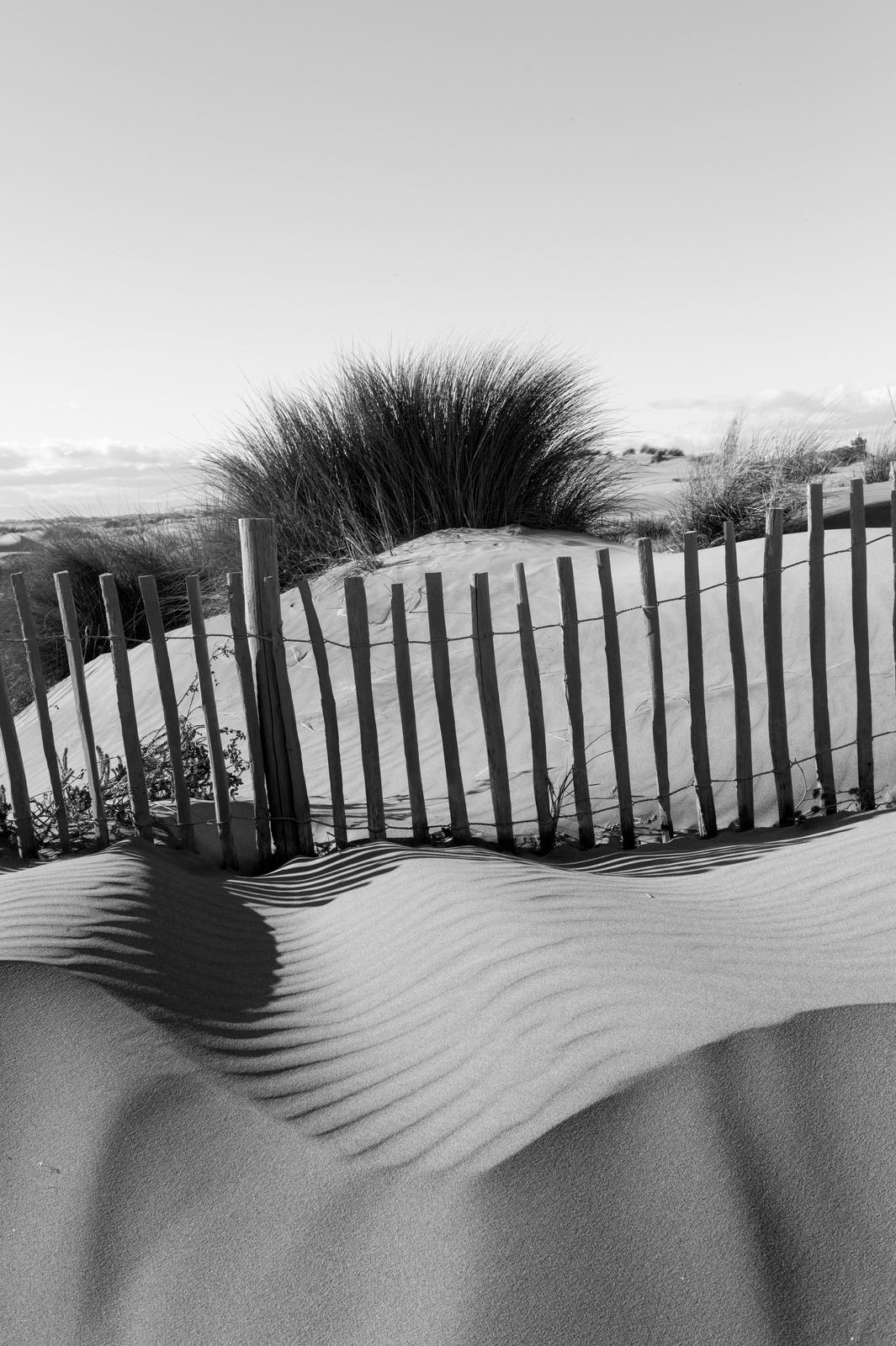 Wild Camargue, image 5
