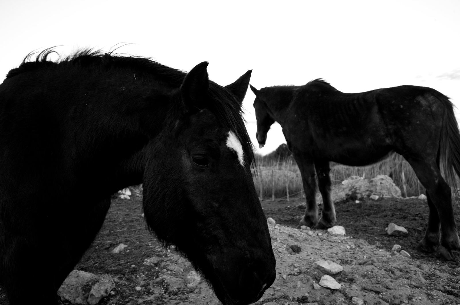 Wild Camargue, image 6