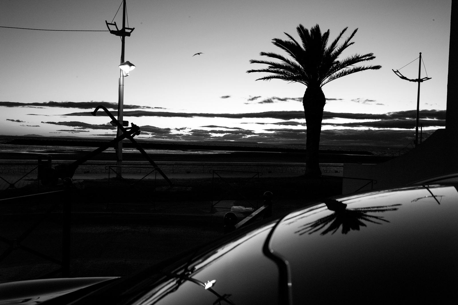Wild Camargue, image 8