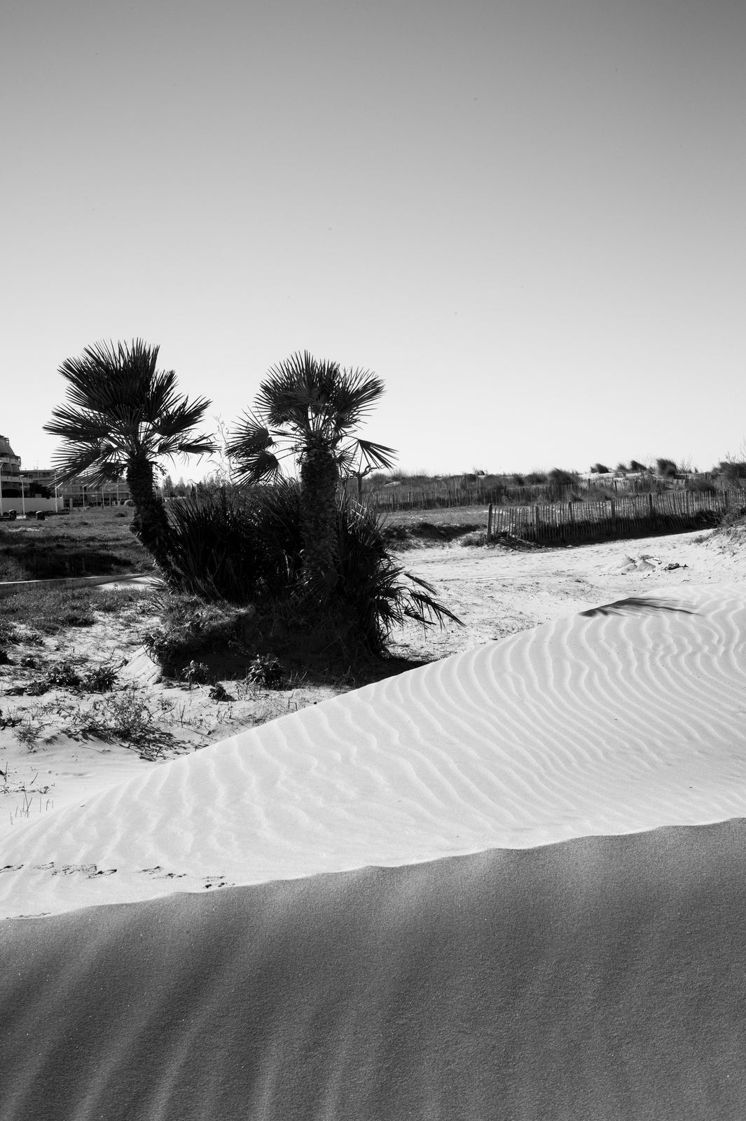 Wild Camargue, image 9