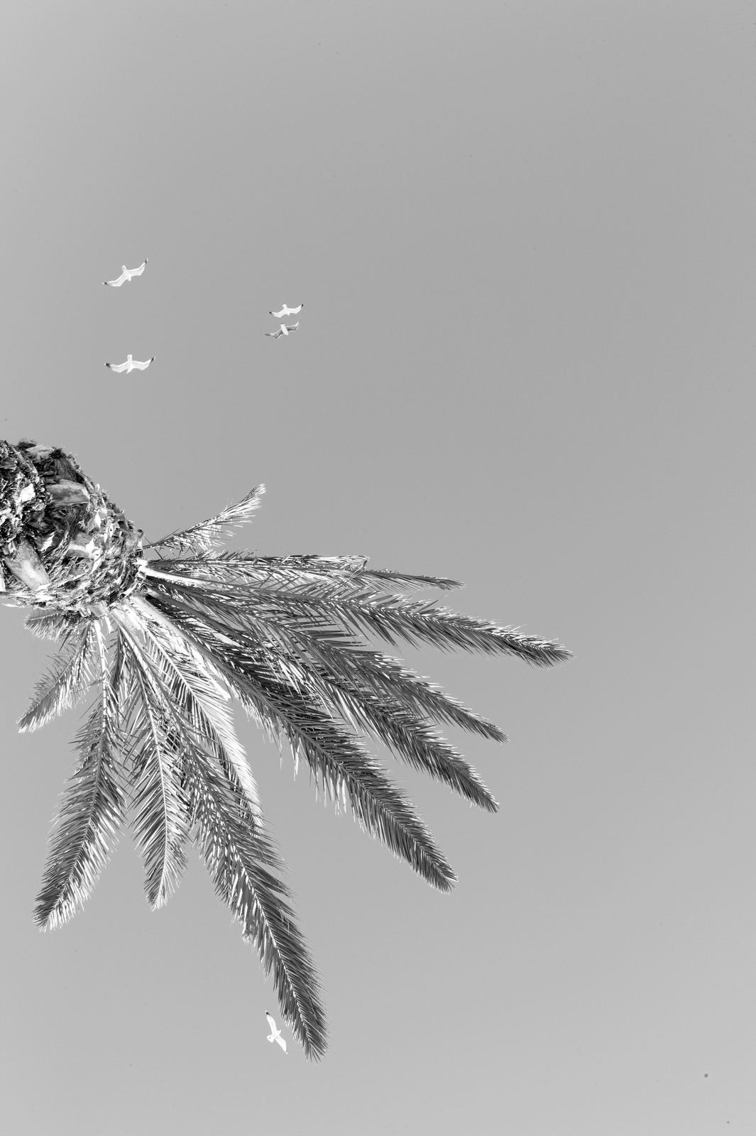 Wild Camargue, image 11