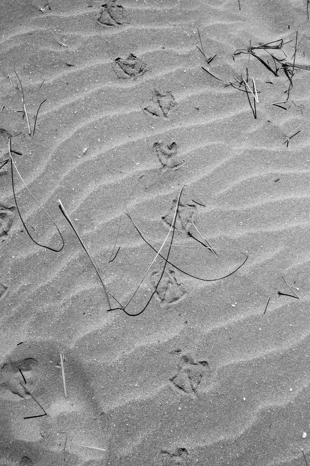 Wild Camargue, image 12