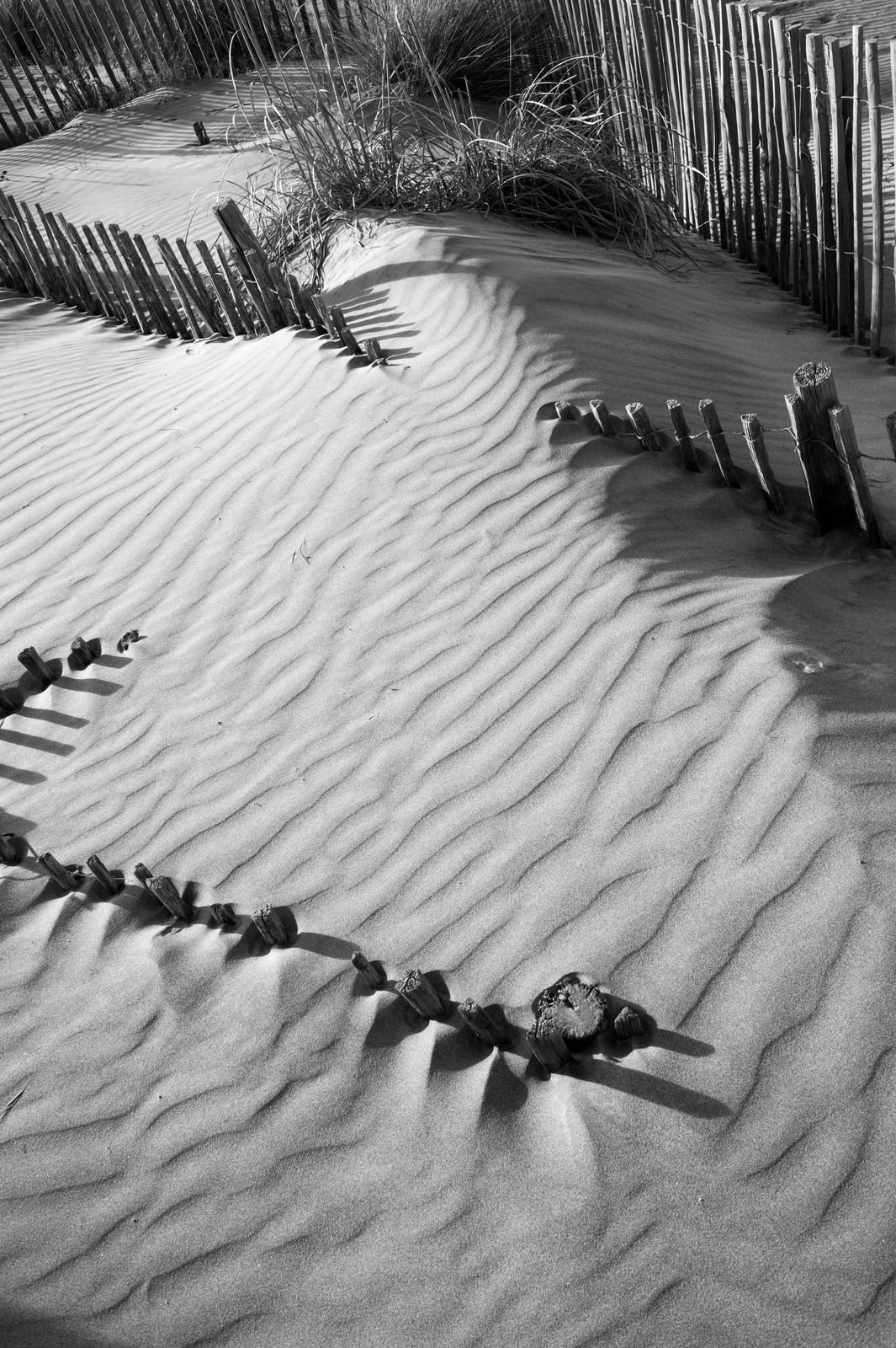 Wild Camargue, image 14