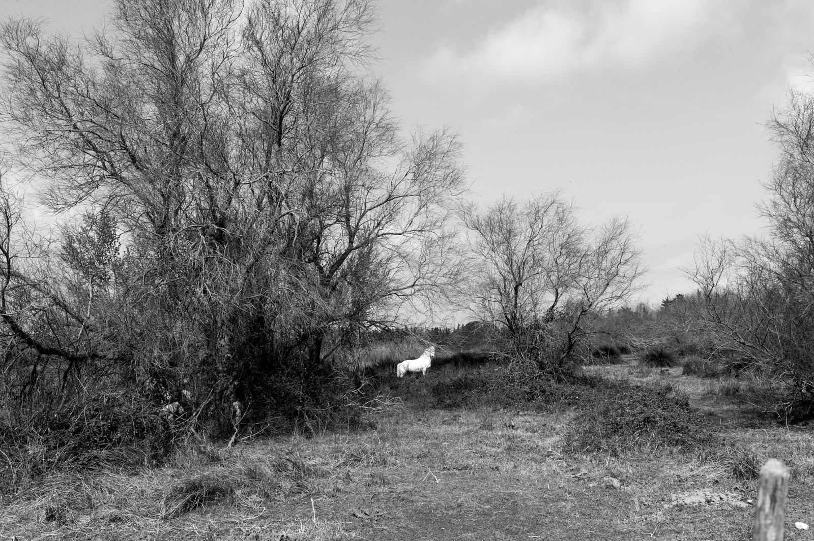 Wild Camargue, image 15